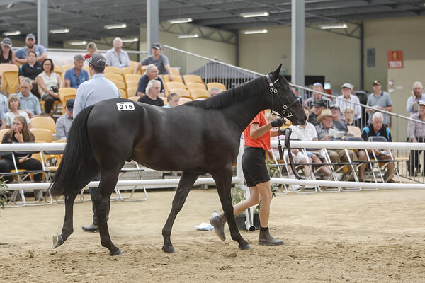 image of Yearling Sales Mission Accomplished For Kentuckiana