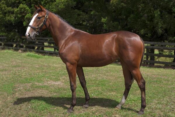 image of Lot 18 - Sweet Lou - Bettor Babe Filly - The perfect match up for Cran