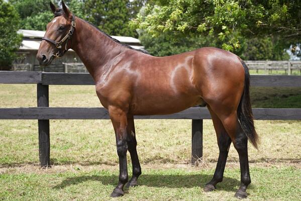 image of Lot 56 - He was a bargain and he is a little ripper