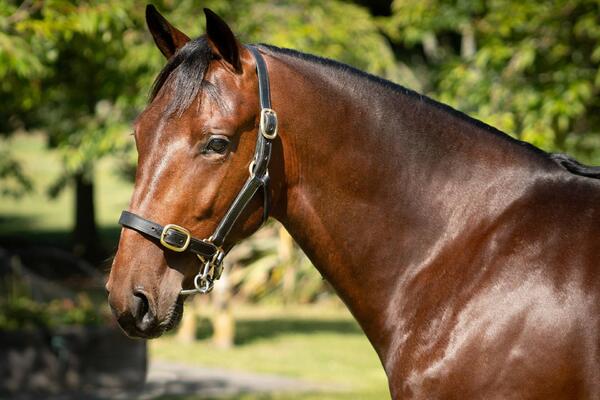 image of Kentuckiana rolls out first 2YOs of the year in grand style 
