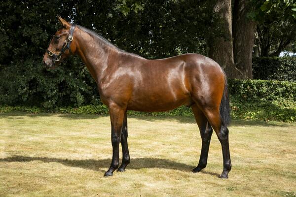 image of Lot 301 Captain Crunch - Kensington Kate - A beautifully built early running type
