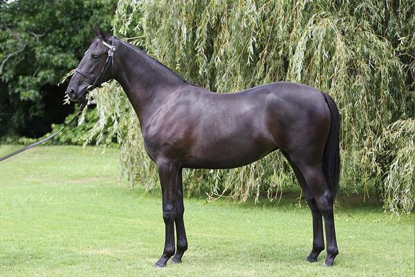 image of Cran delighted with Karaka Purchases - Shares Available